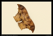 Moth, prob. Oxytensis peregrina, Wild Sumaco, Ecuador � Janet Zinn 2013